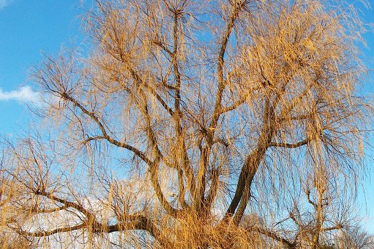 weepingwillow